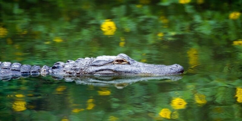 Miami Premium Everglades Driving Tour with Airboat Ride - Who Is This Tour Best For?
