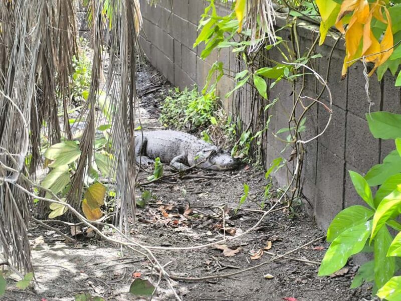 Miami: Private Everglades Tour in French in a Convertible Mustang - Final Thoughts: Is It Worth It?