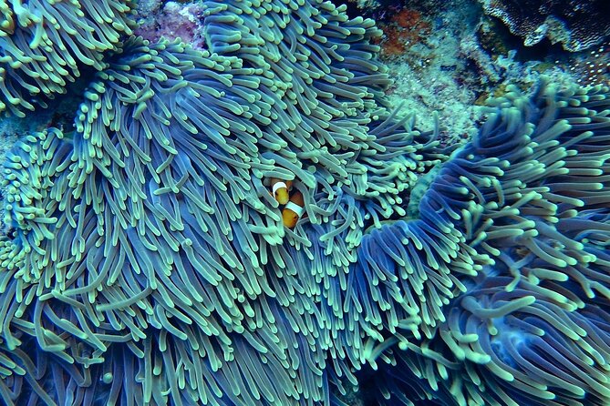 Miami Snorkeling Adventure for Beginners Review - Meeting and Pickup Information