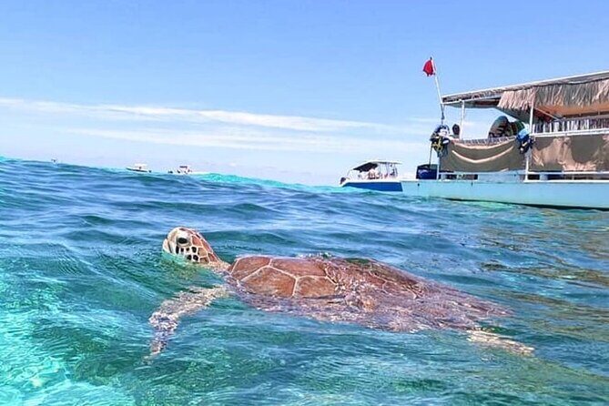 Miami: Snorkeling Experience - Final Thoughts