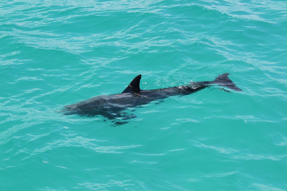 Miami to Key West Shuttle: Dolphin, Snorkeling & More - Dolphin Discovery and Snorkeling Tour