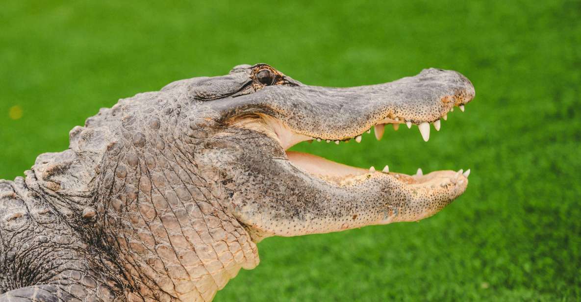 Miami: Wild Everglades Airboat Ride and Gator Encounters - Pickup and Dropoff