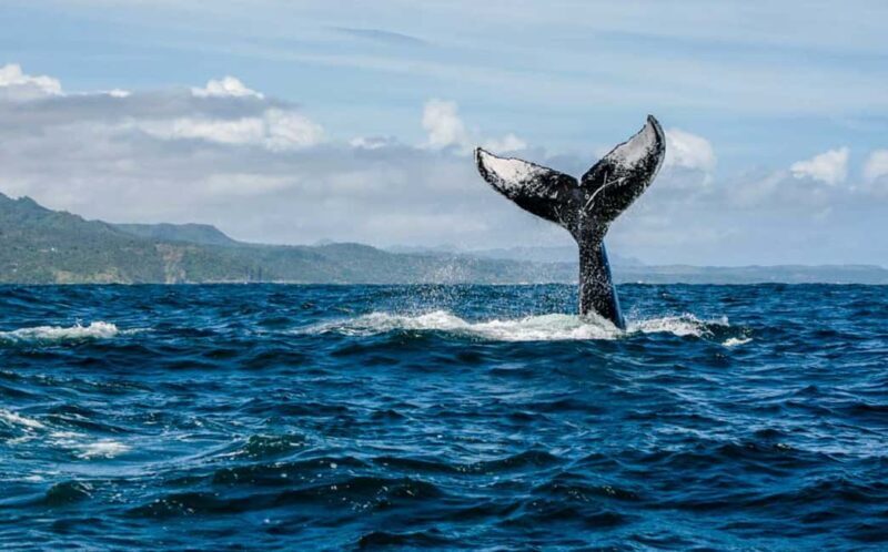 Miches: Half Day Whale Watching Catamaran Tour with Snacks - An Authentic Marine Adventure in Samaná Bay