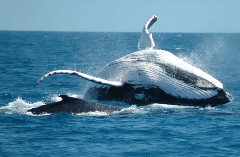 Miches: Half Day Whale Watching Catamaran Tour with Snacks - Who Should Consider This Tour?
