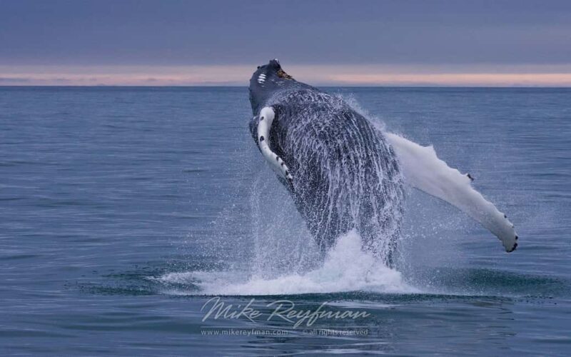 Miches: Half Day Whale Watching Catamaran Tour with Snacks - FAQ