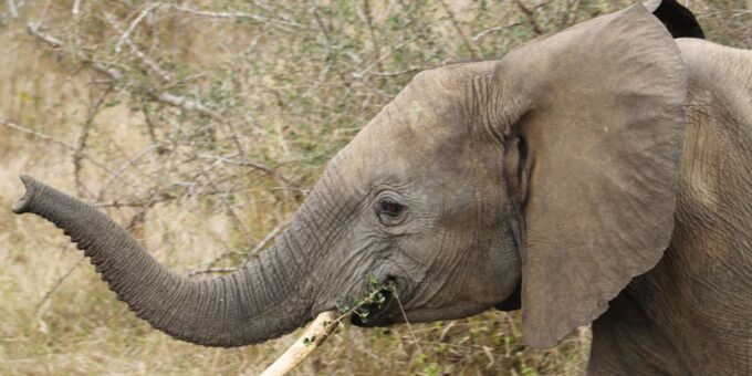 Mid-Range 4 Day Kruger Park All Inclusive Safari From Joburg - Frequently Asked Questions