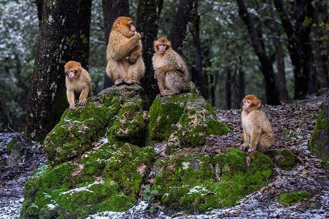Middle Atlas Mountains, Cedar Forest and Azrou Day Trip From Fez - Exploring Cedar Forest