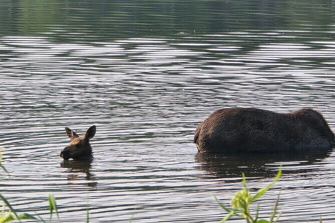 Midnight Sun Magic Chena Hot Springs Soak and Ice Museum Tour - The Sum Up