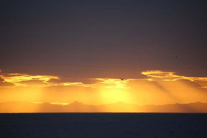 Midnight Sun Whale Watching From Reykjavik - Booking Information and Prices