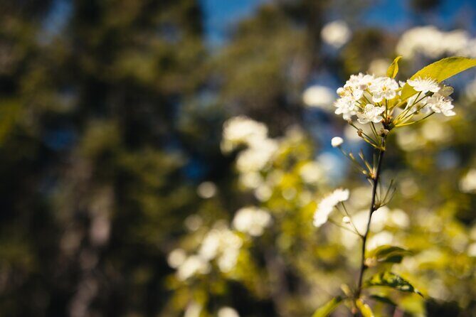 Mi'kmaq Heritage Path Tour - Practical Details and Value