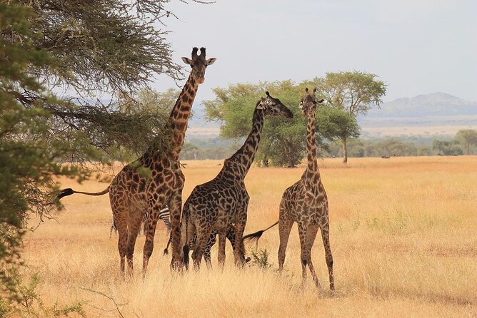 Mikumi National Park 3 Day Tour - Pickup and Meeting Details