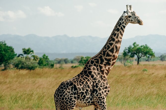 Mikumi National Park And Udzungwa Mountains National Park From Morogoro 2 Days - Frequently Asked Questions