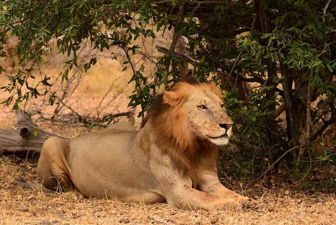 Mikumi National Park in a Day - a Day Tour From Morogoro - Ratings and Testimonials