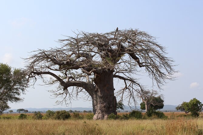 Mikumi National Park & Udzungwa Water Falls 3 Days Group Tour - Option to Visit Maasai Village