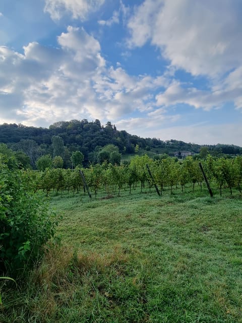 Milan: Bergamo High Town and Wine Tasting Tour - Key Points