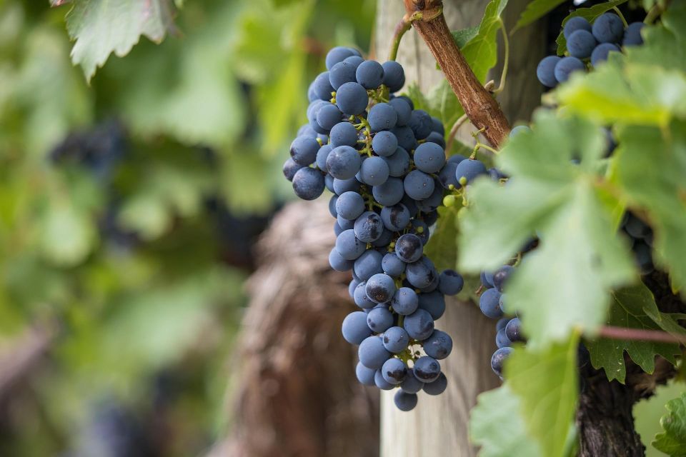 Milan: Wine Tasting With an Italian Sommelier - Opportunity to Purchase Wines