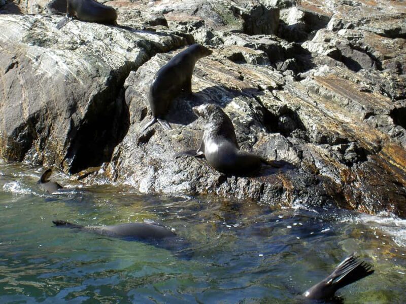 Milford Sound: Boutique Small-Boat Cruise - FAQ