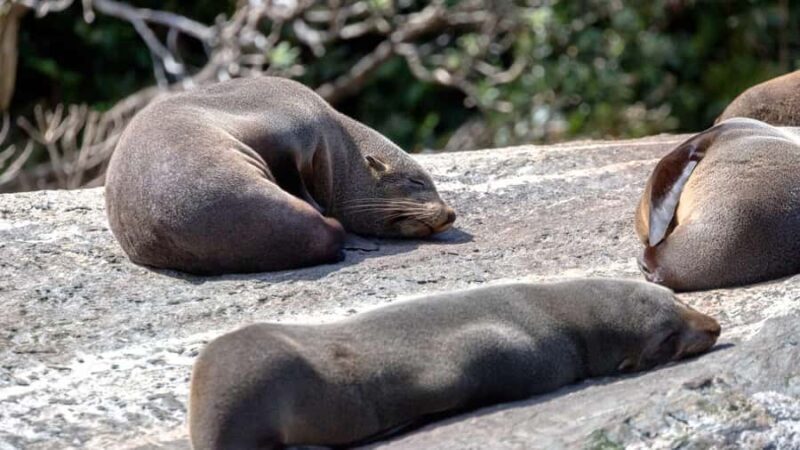 Milford Sound: Discover More on Our Longest Cruise - An In-Depth Look at Milford Sound’s Longest Cruise