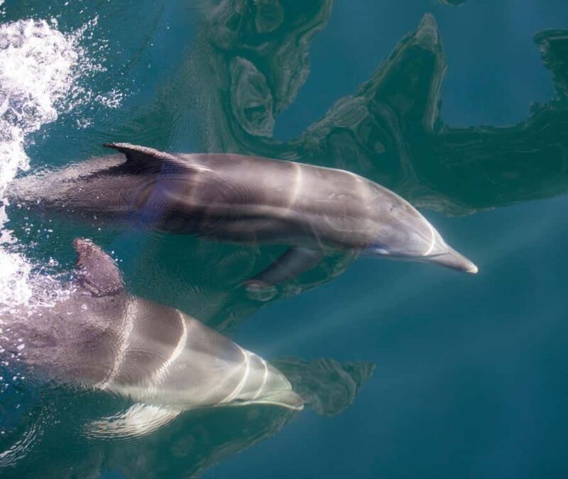 Milford Sound: Discover More on Our Longest Cruise - The Bottom Line