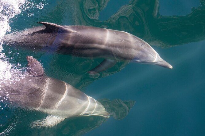 Milford Sound Extended Cruise with Southern Discoveries - Final Thoughts: Is This Tour Worth It?