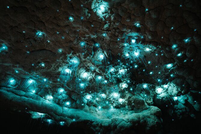 Milkyway Glowworm Cave Tour from Auckland Port - An In-Depth Look at the Milkyway Glowworm Cave Tour