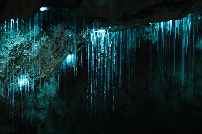 Milkyway Glowworm Cave Tour from Auckland Port - Authenticity and Value