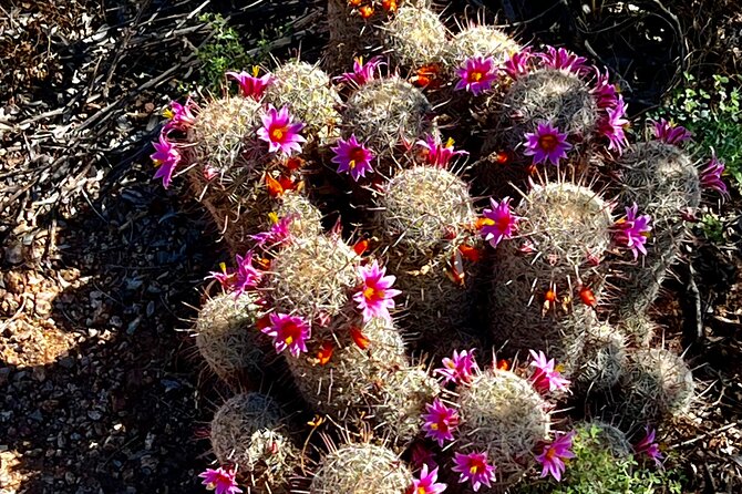 Mindful Journey: a Guided Morning Walk Through the Sonoran Desert - Visiting the Hole in the Rock