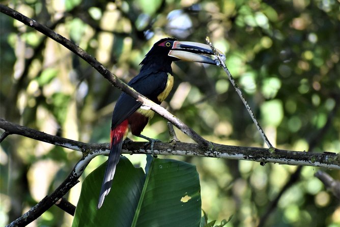 Mindo Cloud Forest Tour: Birds & Nature Experience - Included in the Experience