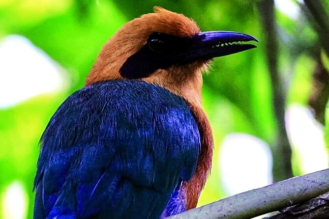 Mindo Cloud Forest Tour: Birds & Nature Experience - Optional Adventure Activities