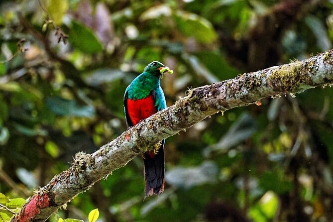 Mindo Cloud Forest Tour: Birds & Nature Experience - Best Visit Period