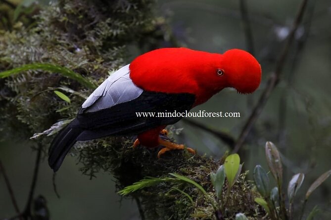 MindoCloudForest DayTour by Richard Hernandez-Customizable - Health and Safety Considerations