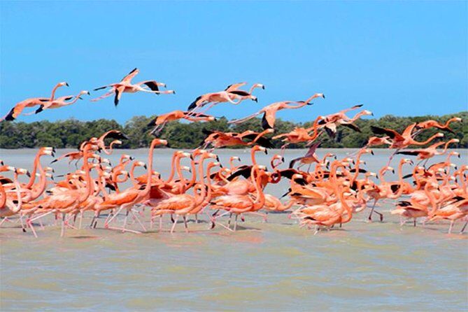 Mini Yucatan 3days 2 nights Chichen Itza Cenote Merida Uxmal Celestun Coba caves from Cancun - Key Points