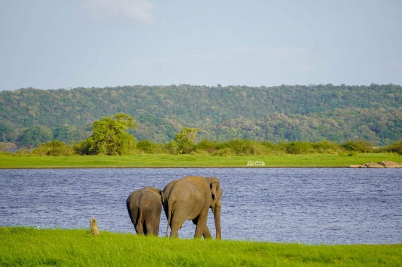 Minneriya: Guided Half-Day Safari With Sri Lankas Elephants - Good To Know