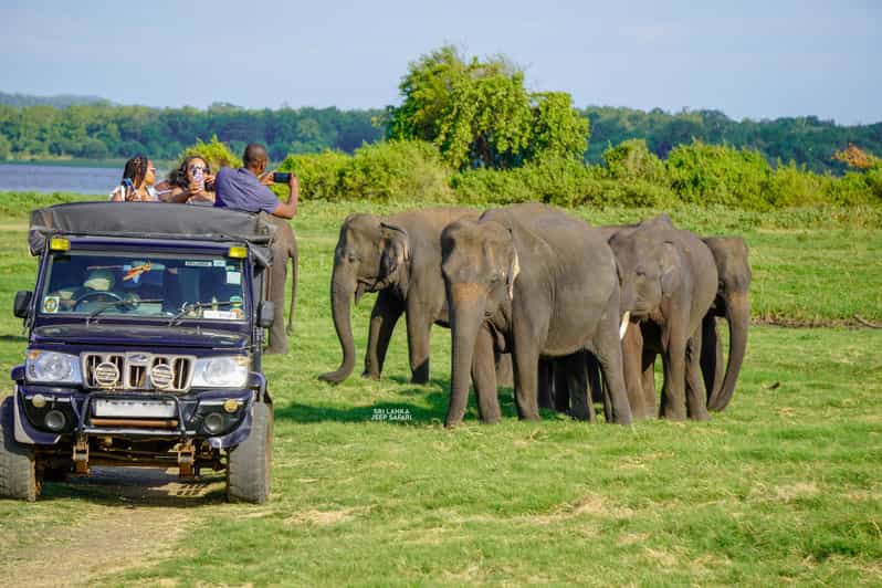 Minneriya: Guided Half-Day Safari With Sri Lankas Elephants - Pricing and Reservations