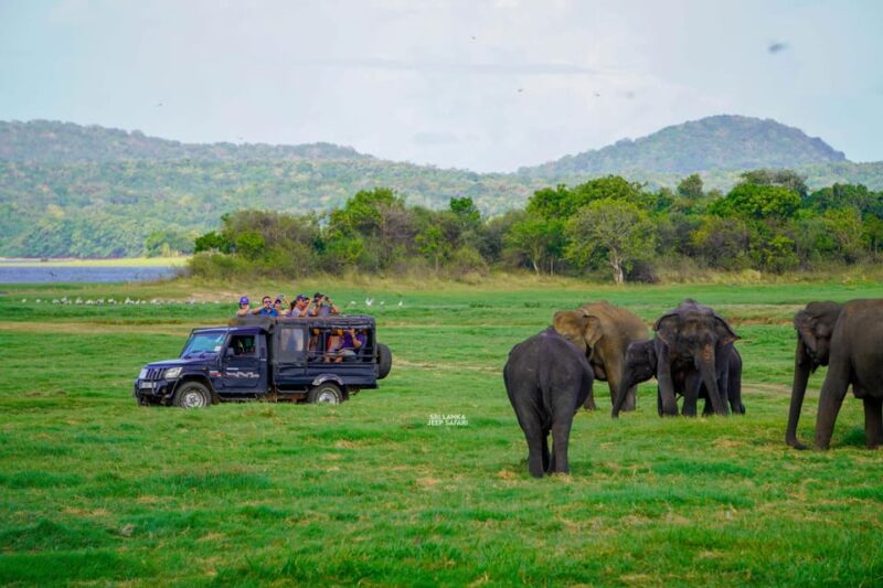 Minneriya: Guided Half-Day Safari With Sri Lankas Elephants - Safari Experience