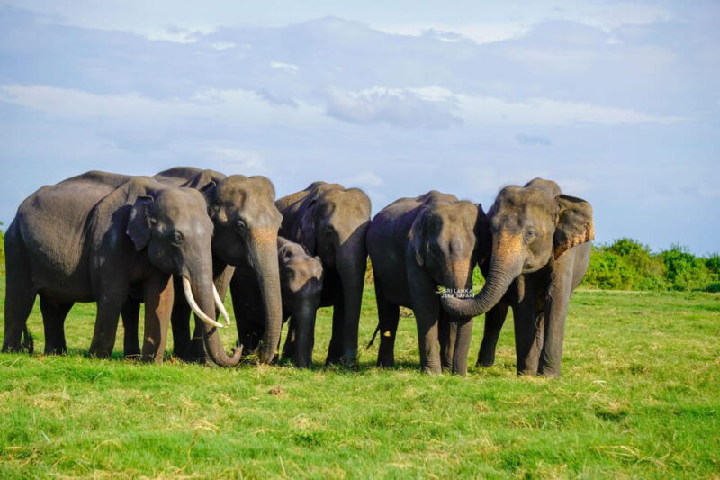 Minneriya: Guided Half-Day Safari With Sri Lankas Elephants - Itinerary and Logistics
