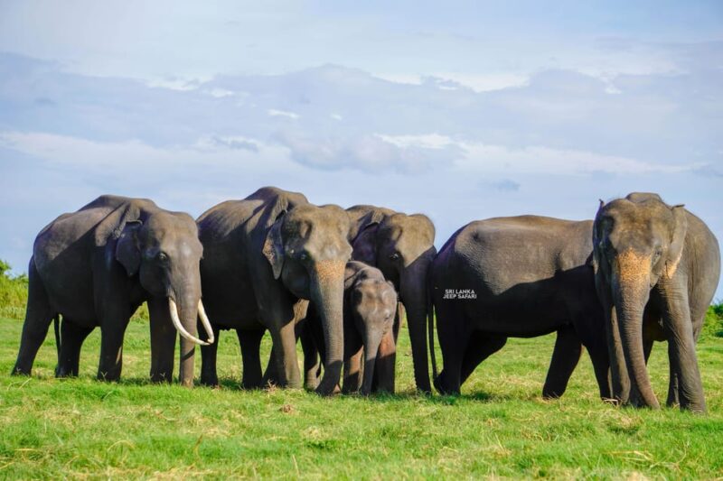 Minneriya: Guided Half-Day Safari With Sri Lankas Elephants - Customer Feedback