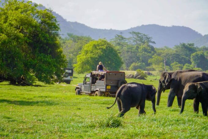 Minneriya: Guided Half-Day Safari With Sri Lankas Elephants - Sustainable Tourism Practices