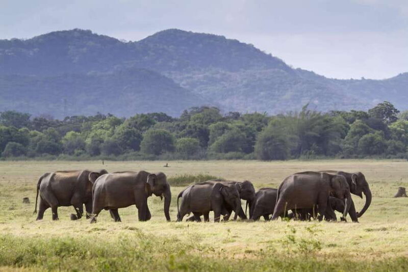 Minneriya half day elephant safari/largest gathering - Who Is This Tour Best For?  