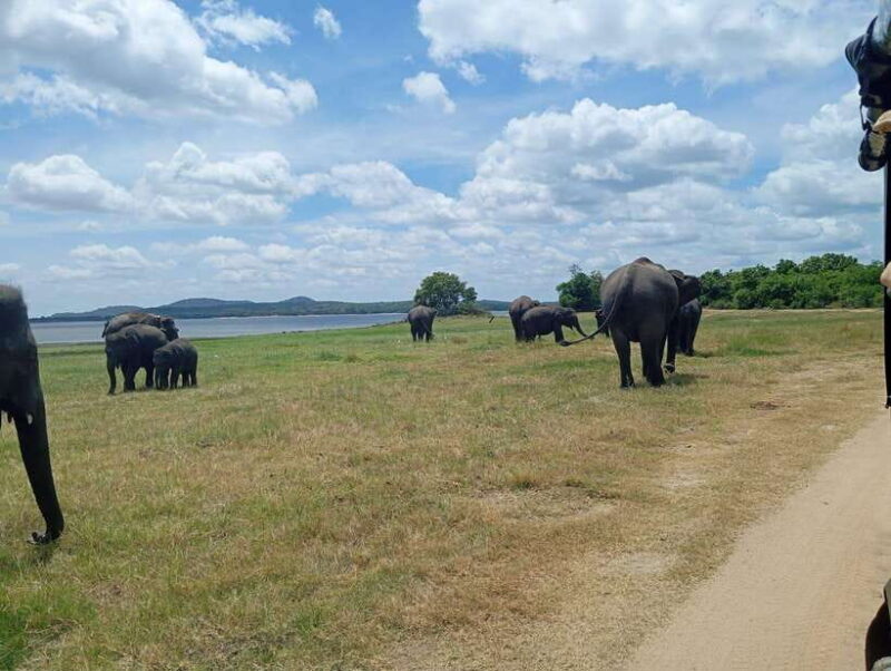Minneriya: Half-Day Morning or Evening Jeep Safari - Key Points