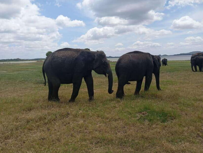 Minneriya: Half-Day Morning or Evening Jeep Safari - Wildlife and Birdwatching Highlights