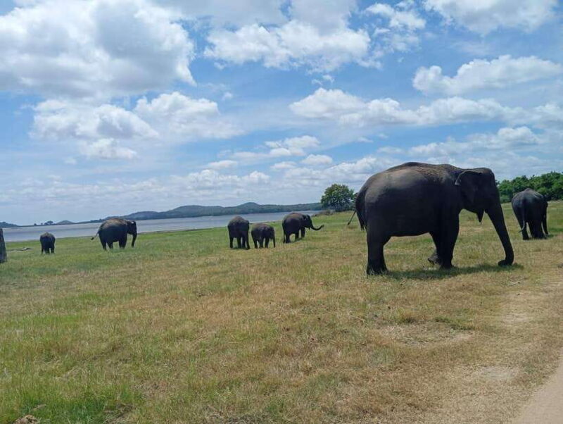 Minneriya: Half-Day Morning or Evening Jeep Safari - What To Bring and What To Know