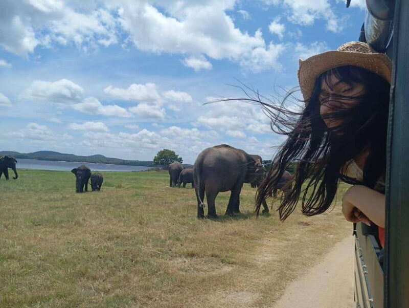 Minneriya: Half-Day Morning or Evening Jeep Safari - The Experience Provider