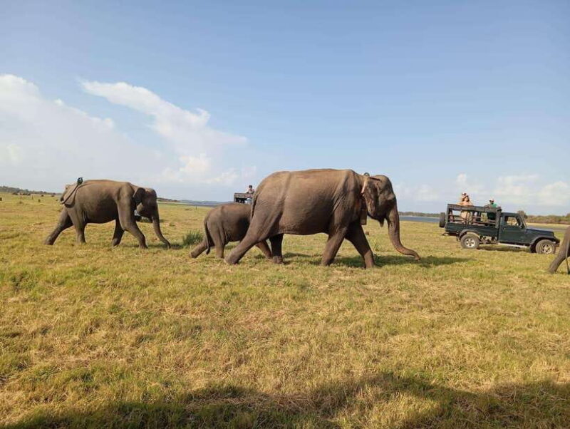 Minneriya: Minneriya National Park Jeep Safari with Pickup - Key Points