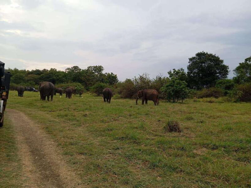 Minneriya: Minneriya National Park Jeep Safari with Pickup - Who Should Consider This Tour?