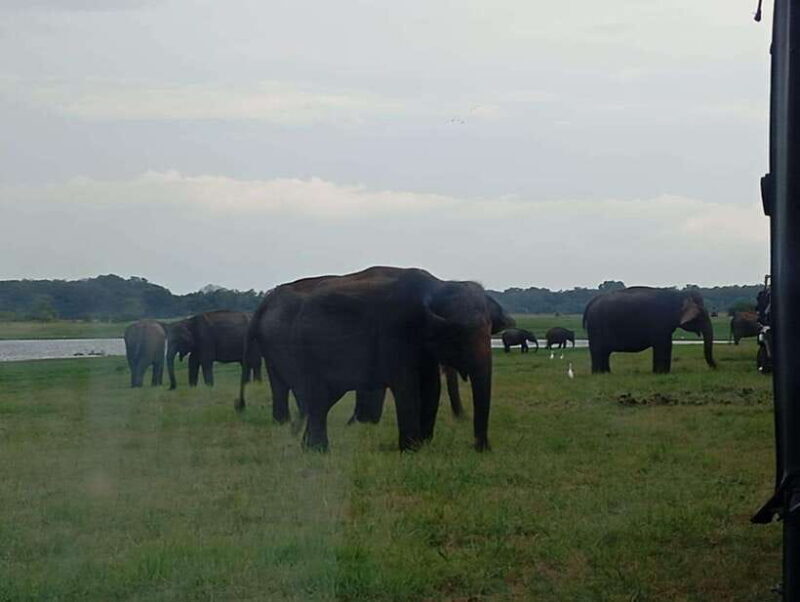 Minneriya: Minneriya National Park Jeep Safari with Pickup - The Sum Up