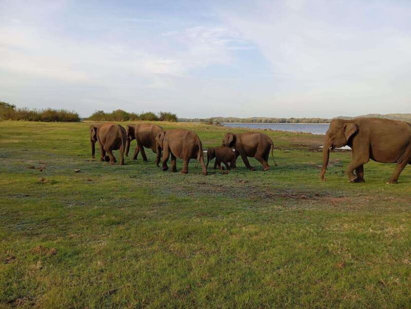 Minneriya: Minneriya National Park Jeep Safari with Pickup - Frequently Asked Questions