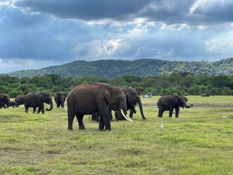 Minneriya: Minneriya National Park Private Jeep Safari - Key Points