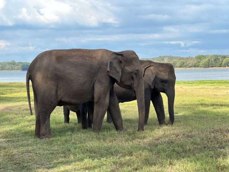 Minneriya: Minneriya National Park Private Jeep Safari - What to Expect from Your Safari Adventure