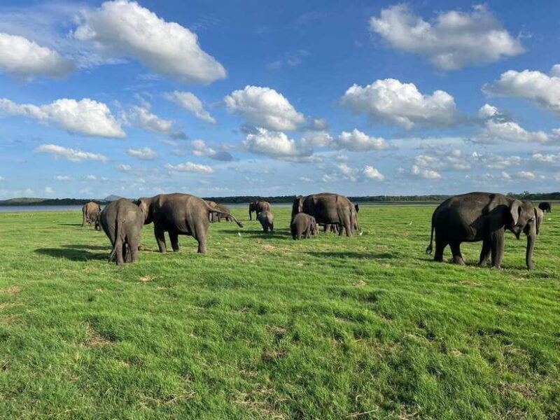 Minneriya: Minneriya National Park Private Jeep Safari - The Value of a Private Safari